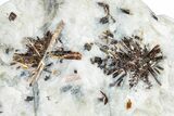 Golden-Brown, Radiating Astrophyllite - Kola Peninsula, Russia #255093-1